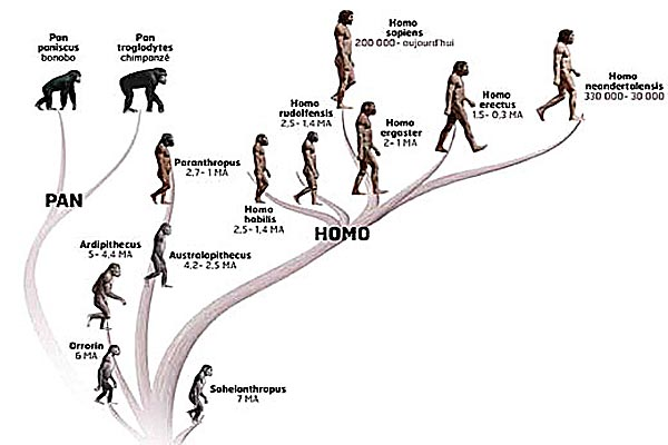 evolution espece