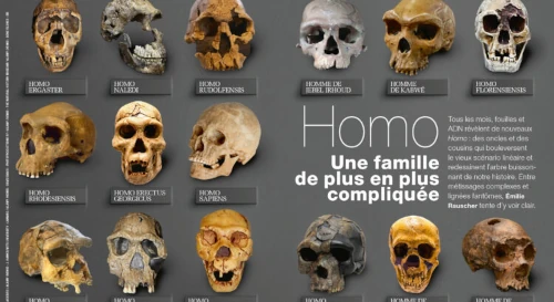 homo une famille plus plus compliquee