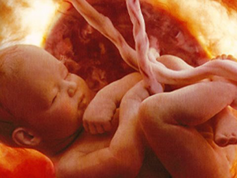foetus
