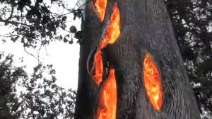 tree